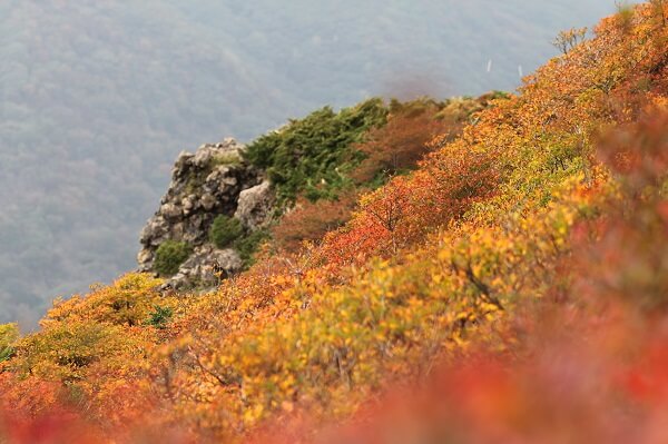 久住登山　上質着物で豊かな暮らしのお手伝い　着物専門店　和の國