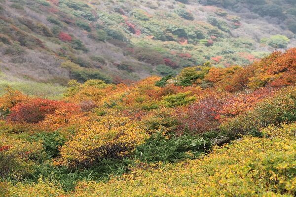 久住登山　上質着物で豊かな暮らしのお手伝い　着物専門店　和の國