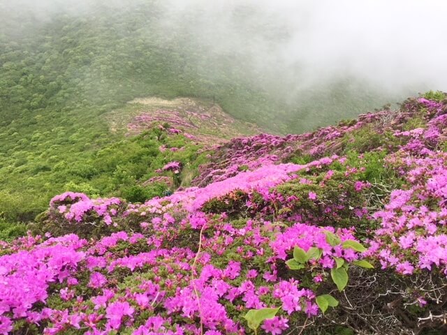 久住登山　平治岳　ミヤマキリシマ　着物専門店　和の國