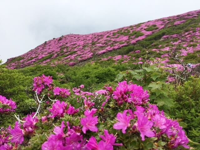 久住登山　平治岳　ミヤマキリシマ　着物専門店　和の國