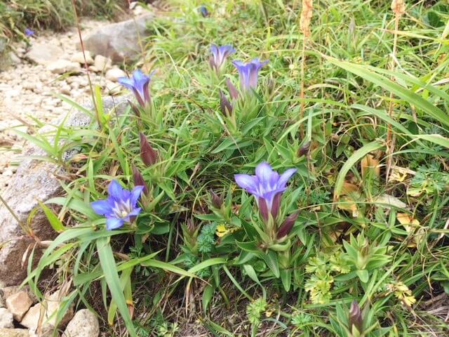 久住登山　熊本市中央区　着物専門店　わのくに