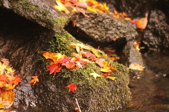 マゼノ渓谷　紅葉　登山　熊本市中央区　着物専門店　わのくに