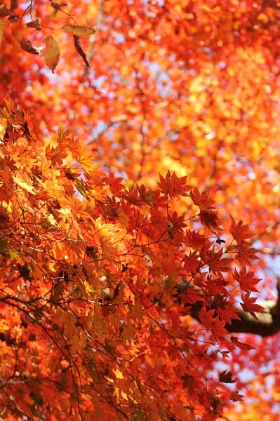 マゼノ渓谷　紅葉　登山　熊本市中央区　着物専門店　わのくに