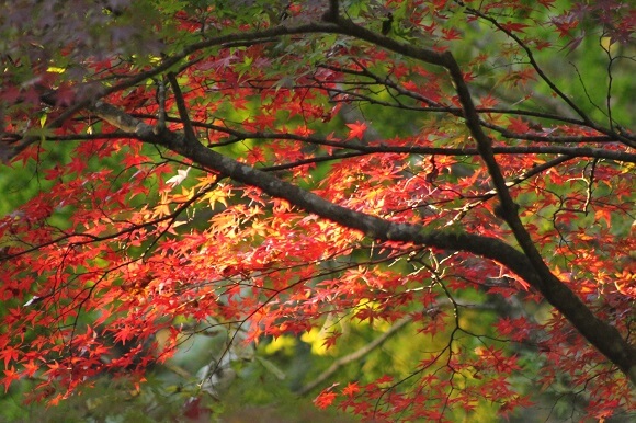 マゼノ渓谷　紅葉　登山　熊本市中央区　着物専門店　わのくに