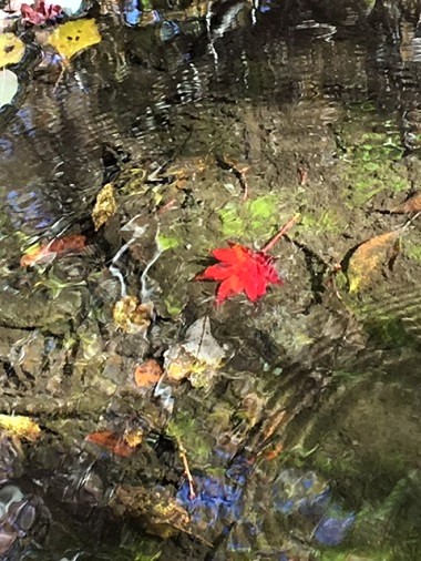 マゼノ渓谷　紅葉　登山　熊本市中央区　着物専門店　わのくに