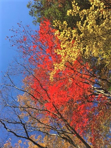 マゼノ渓谷　紅葉　登山　熊本市中央区　着物専門店　わのくに