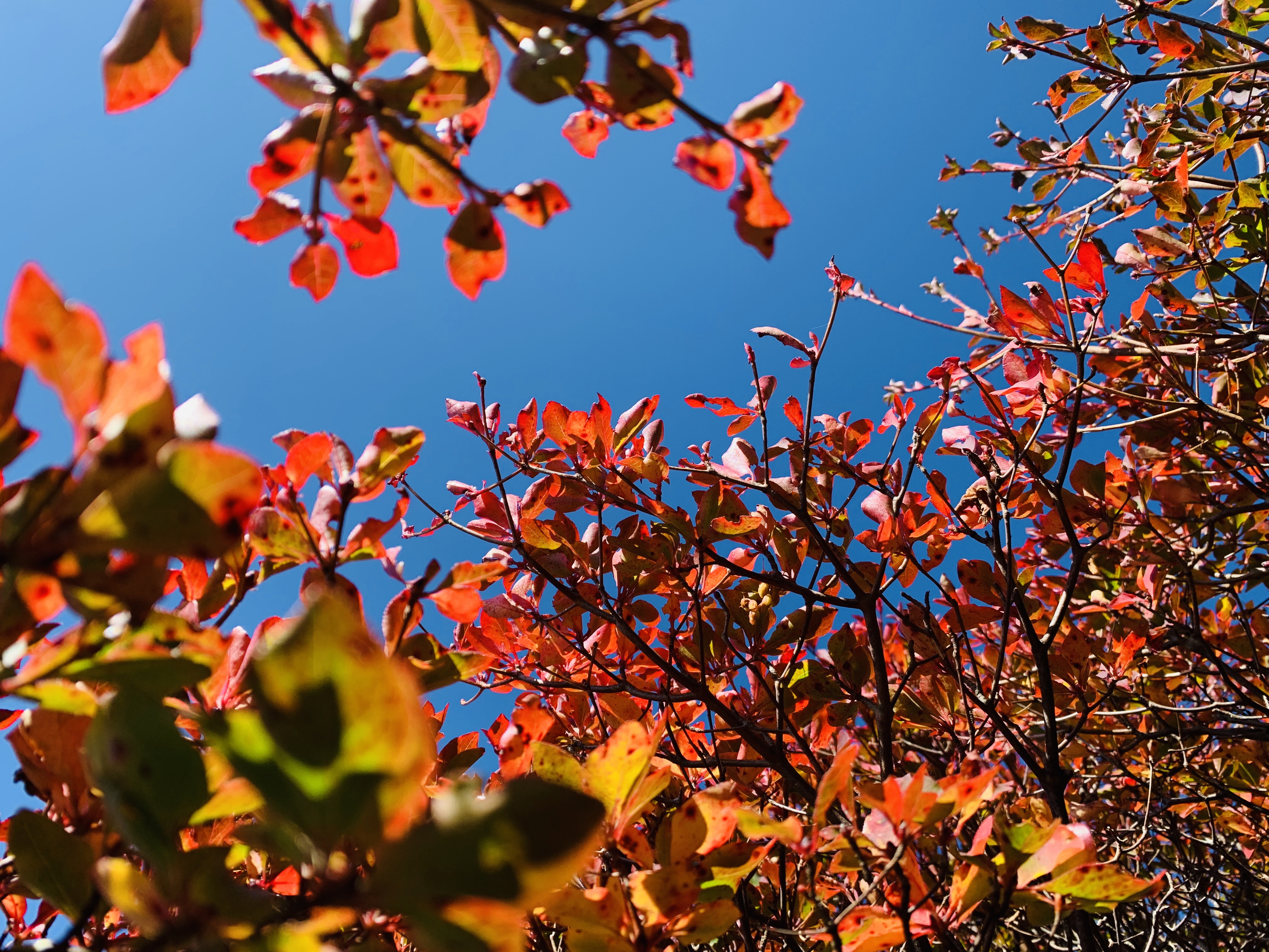 　熊本市中央区　着物専門店　わのくに　久住紅葉