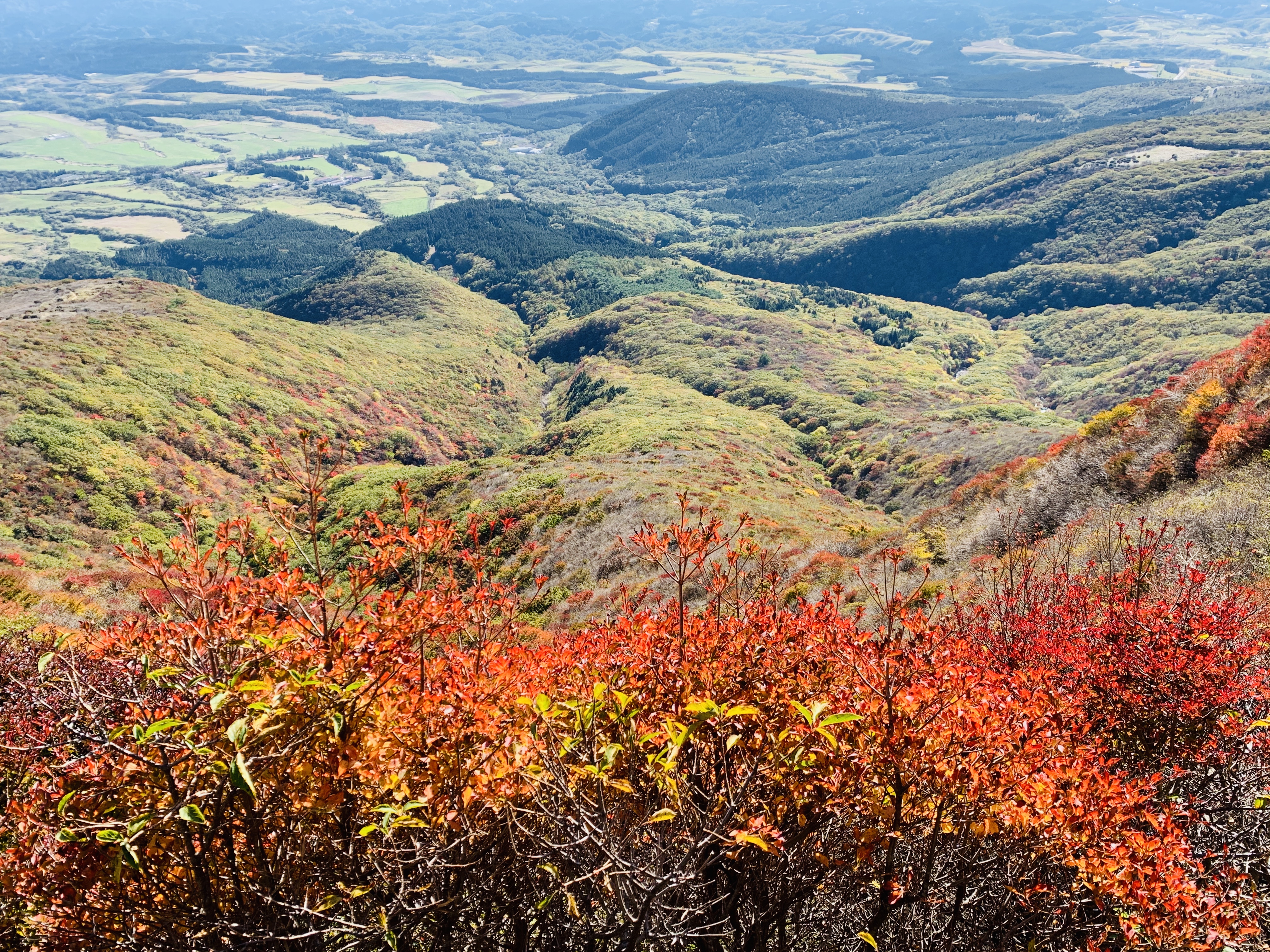 　熊本市中央区　着物専門店　わのくに　久住紅葉